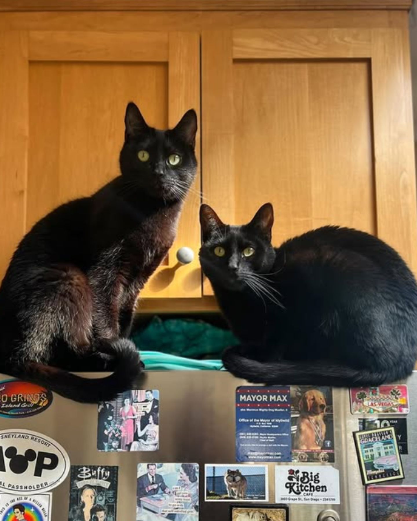 two cats sitting on a fridge