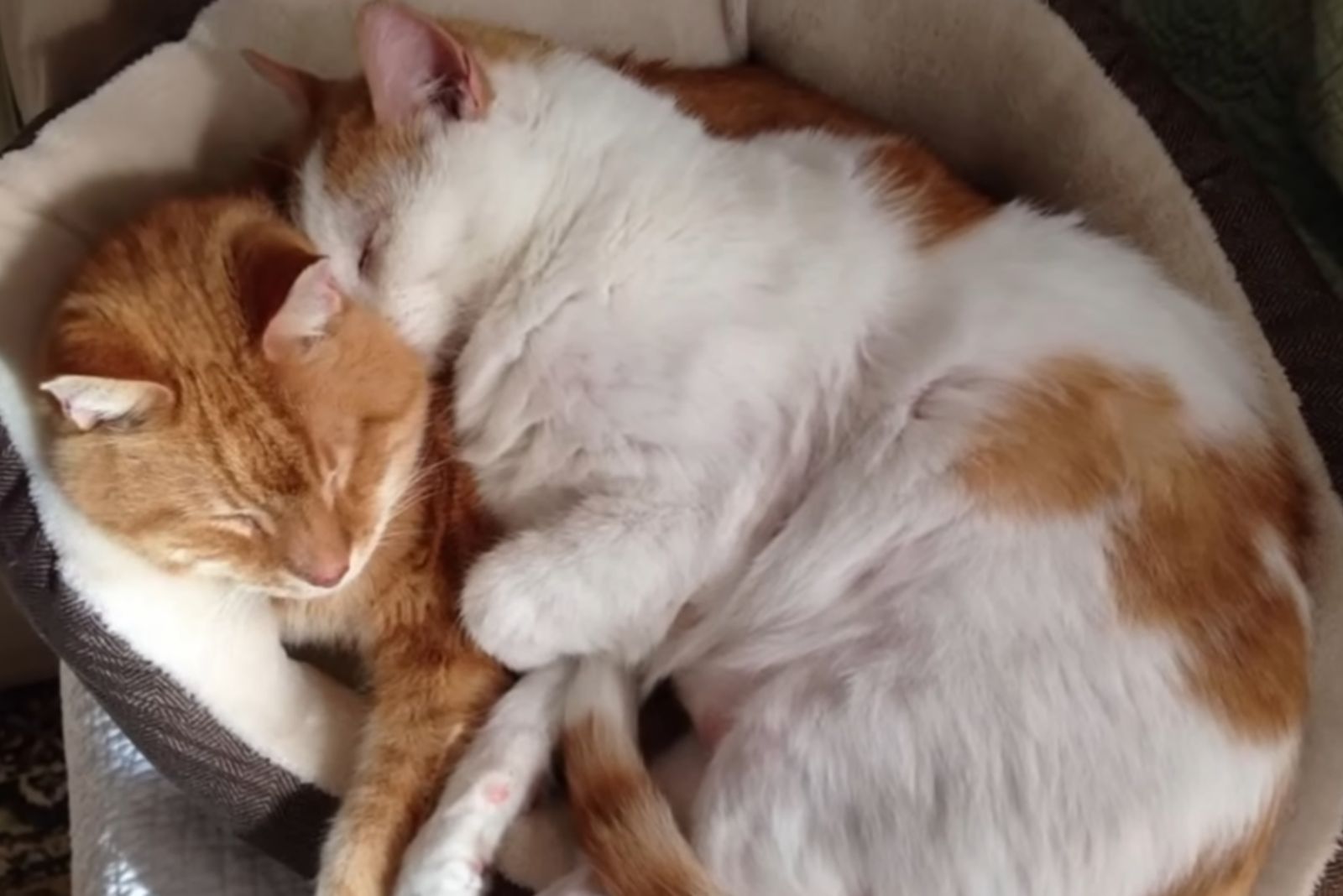 two cats sleeping