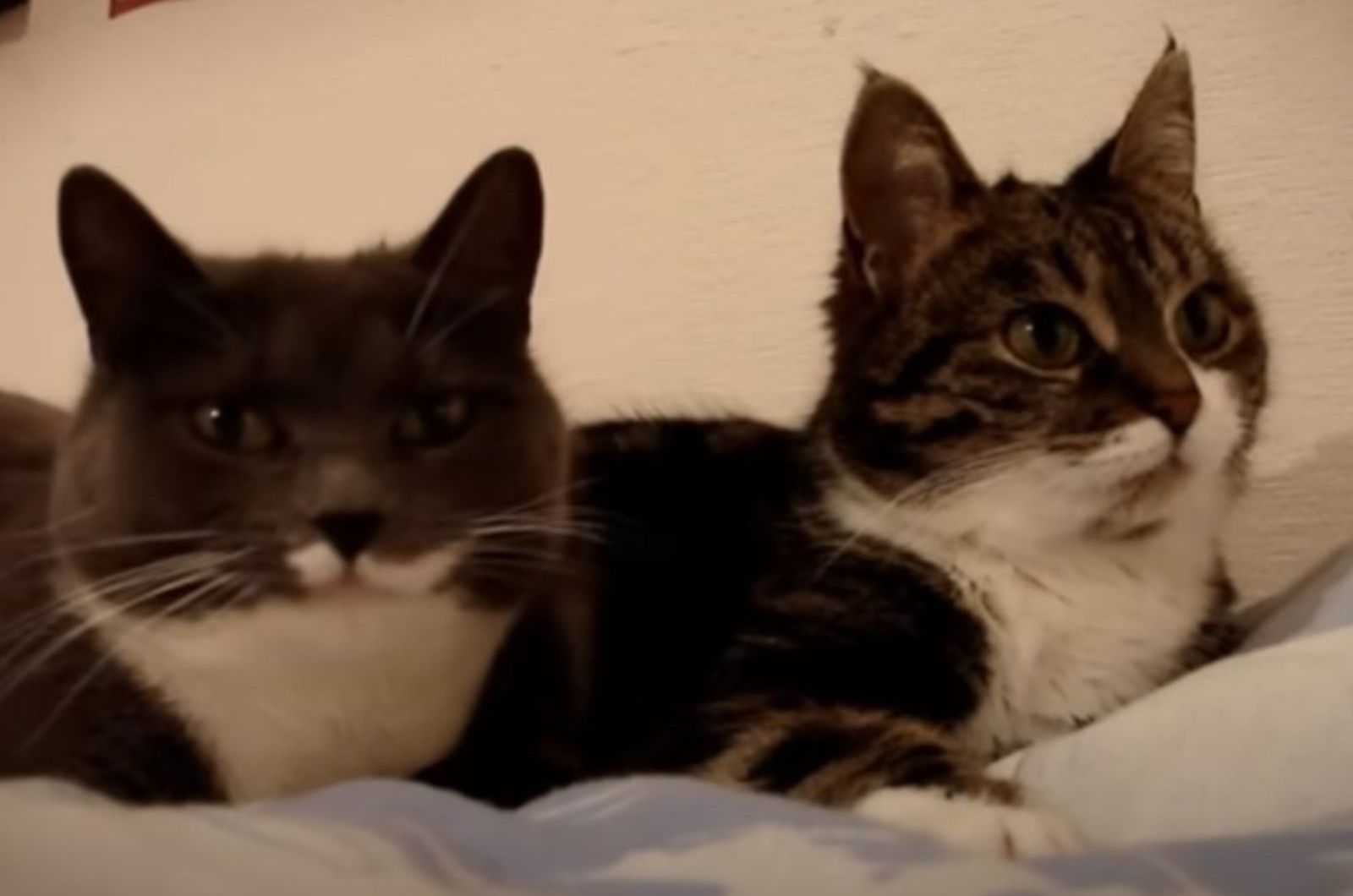 two cats