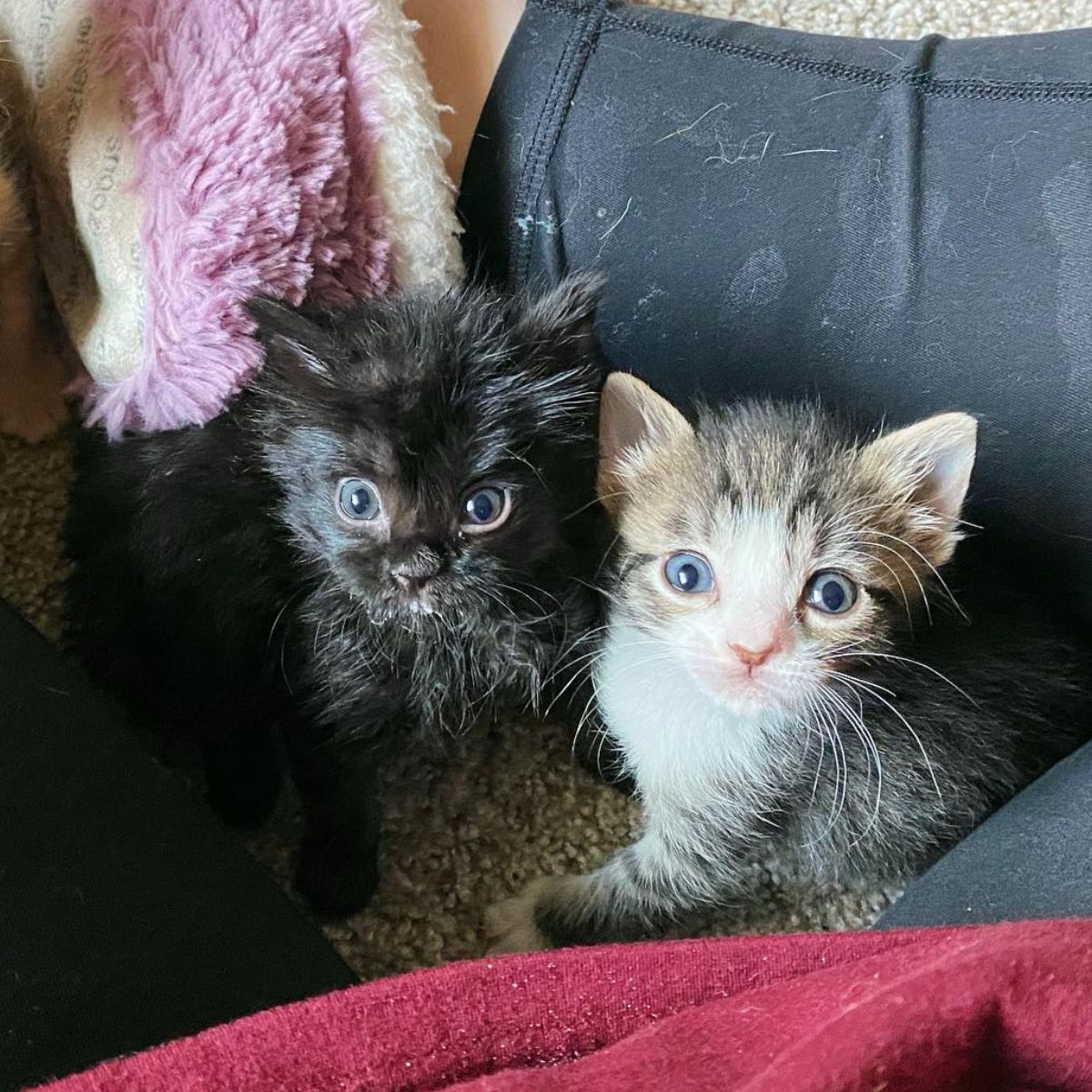 two cute kittens
