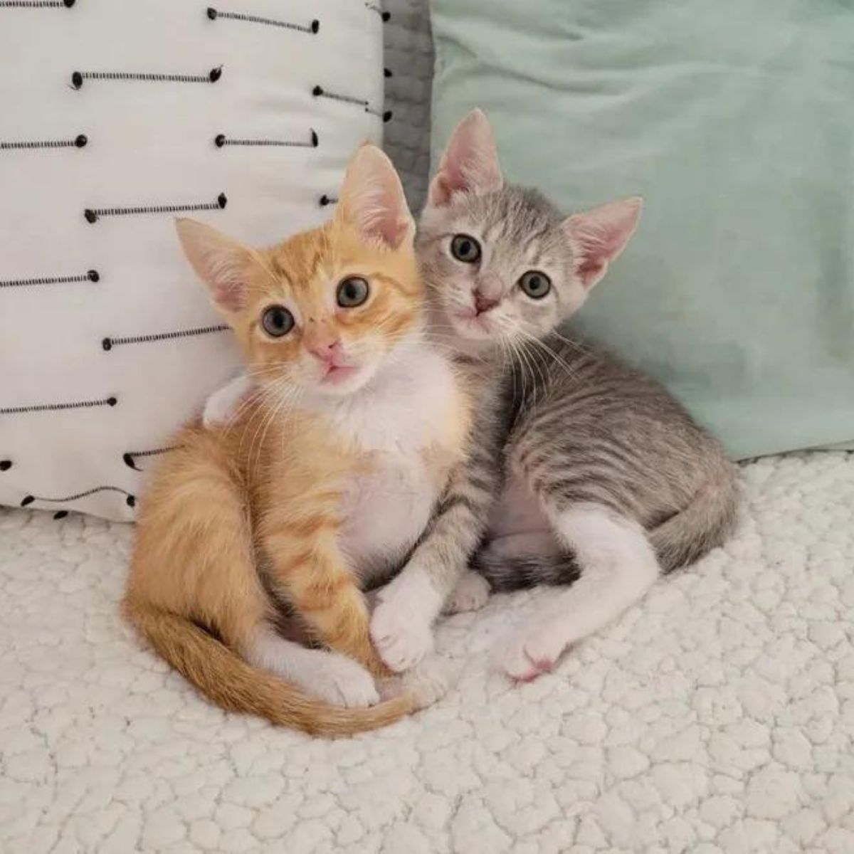 two cute kittens