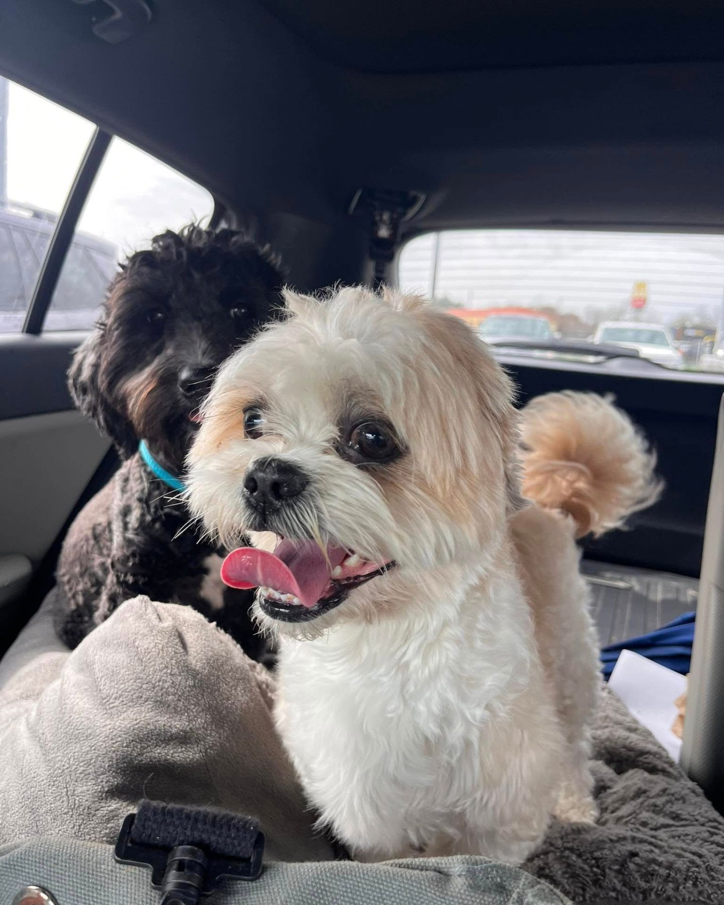 two dogs in a car