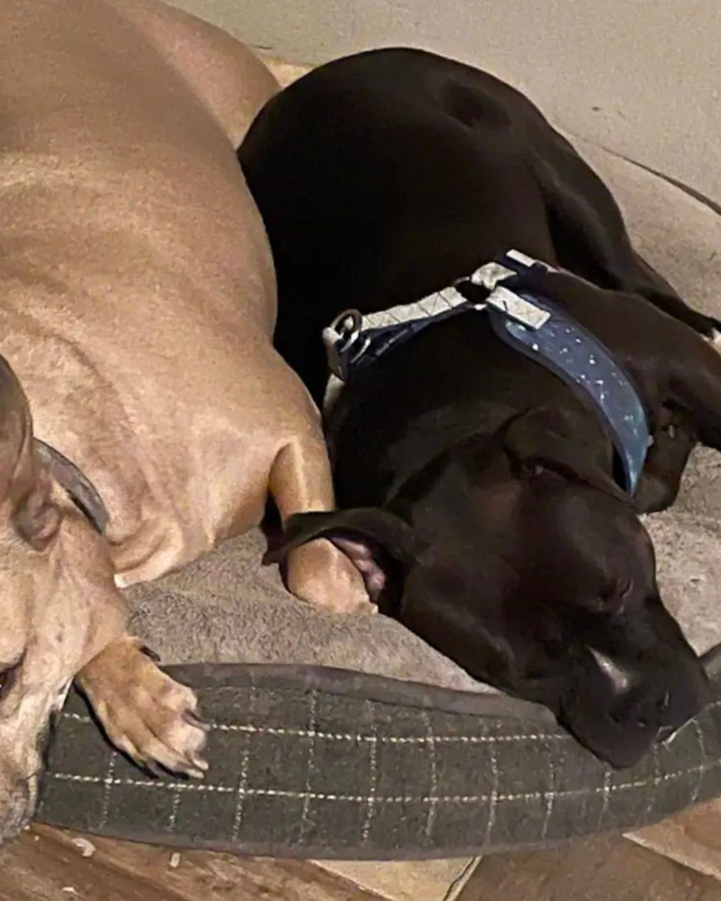 two dogs lying together