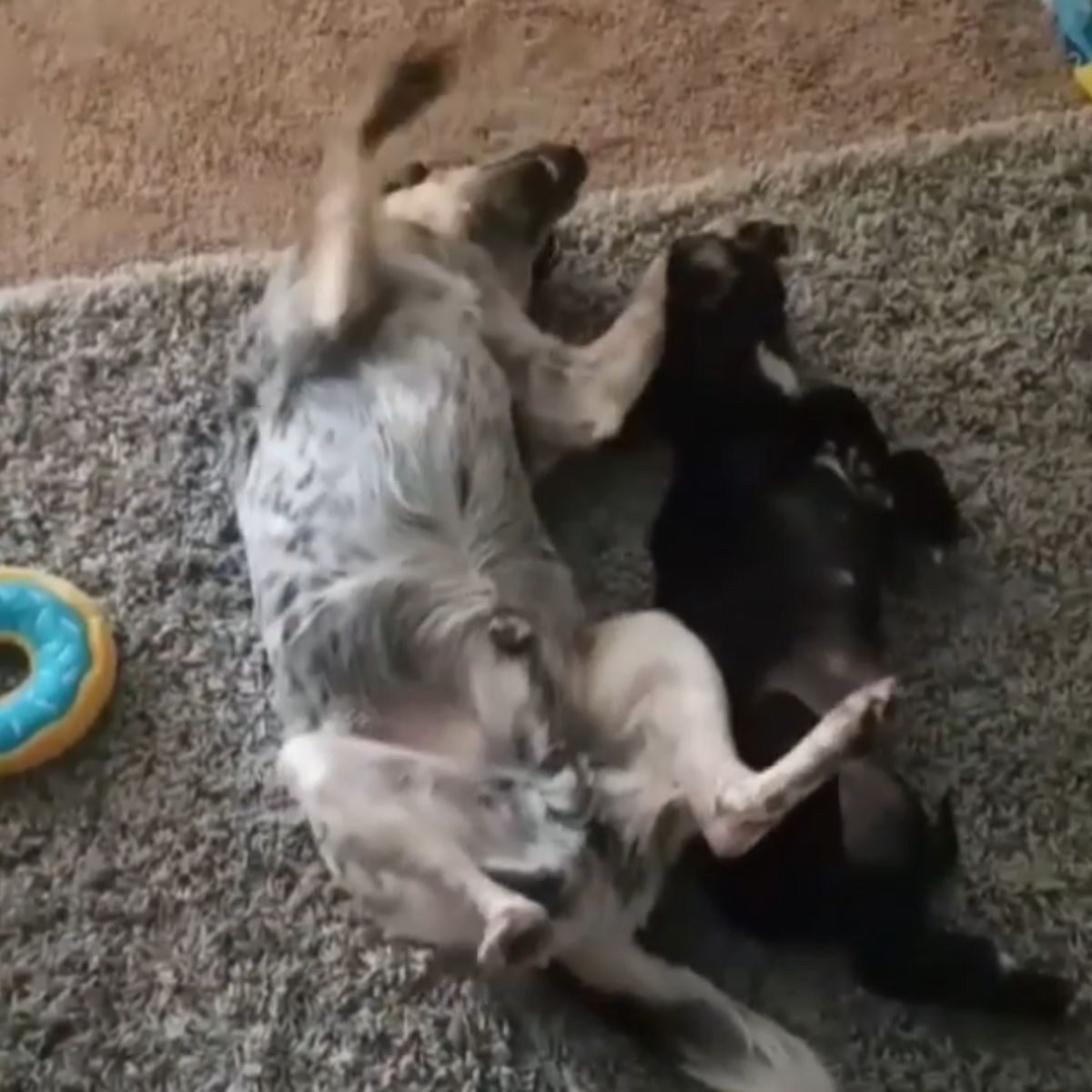 two dogs rolling on the floor