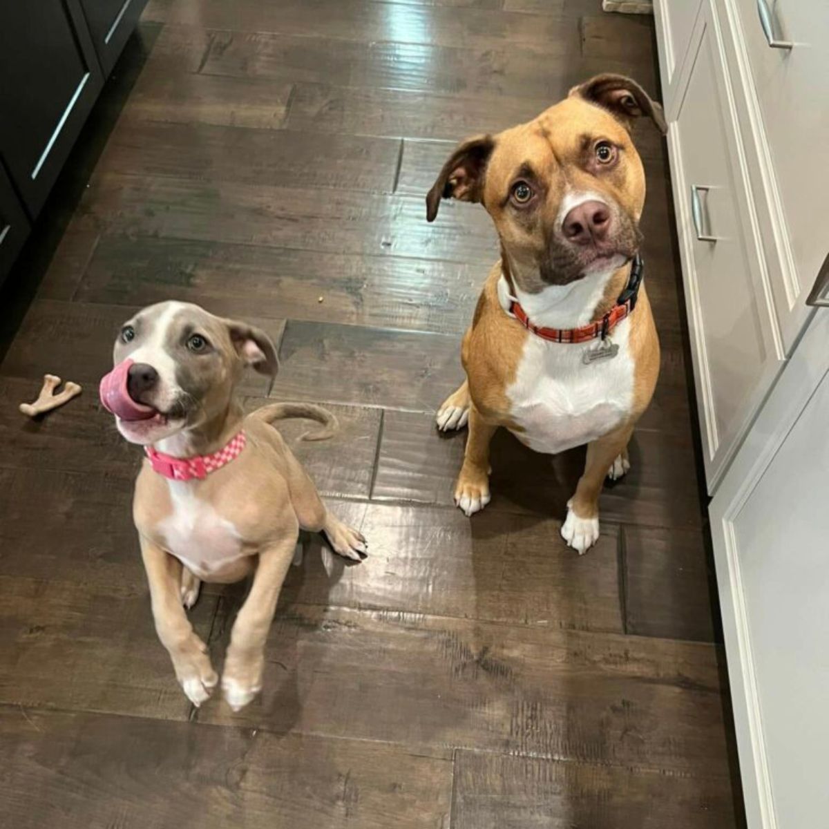 two dogs sitting