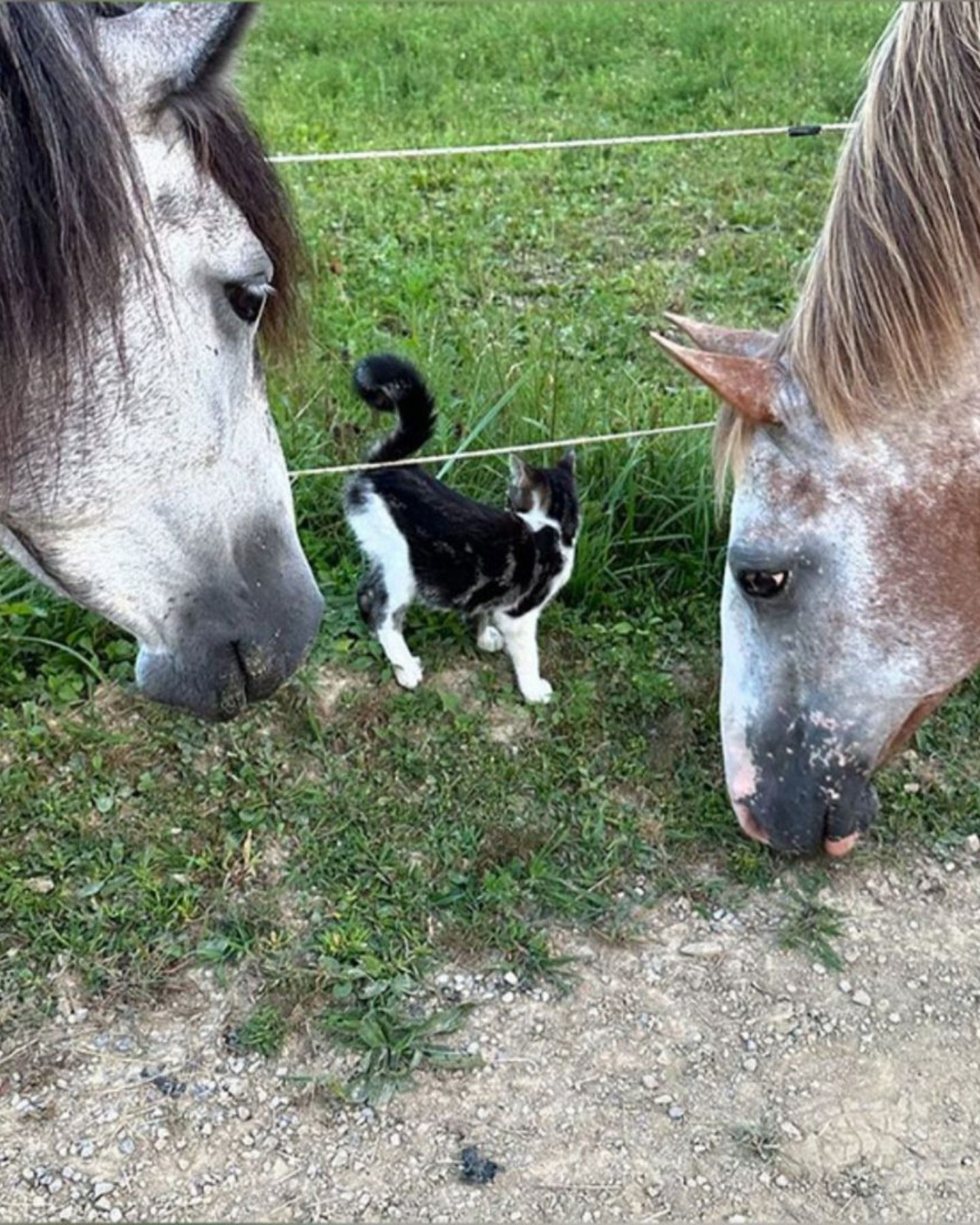 two horses looking at the kitten