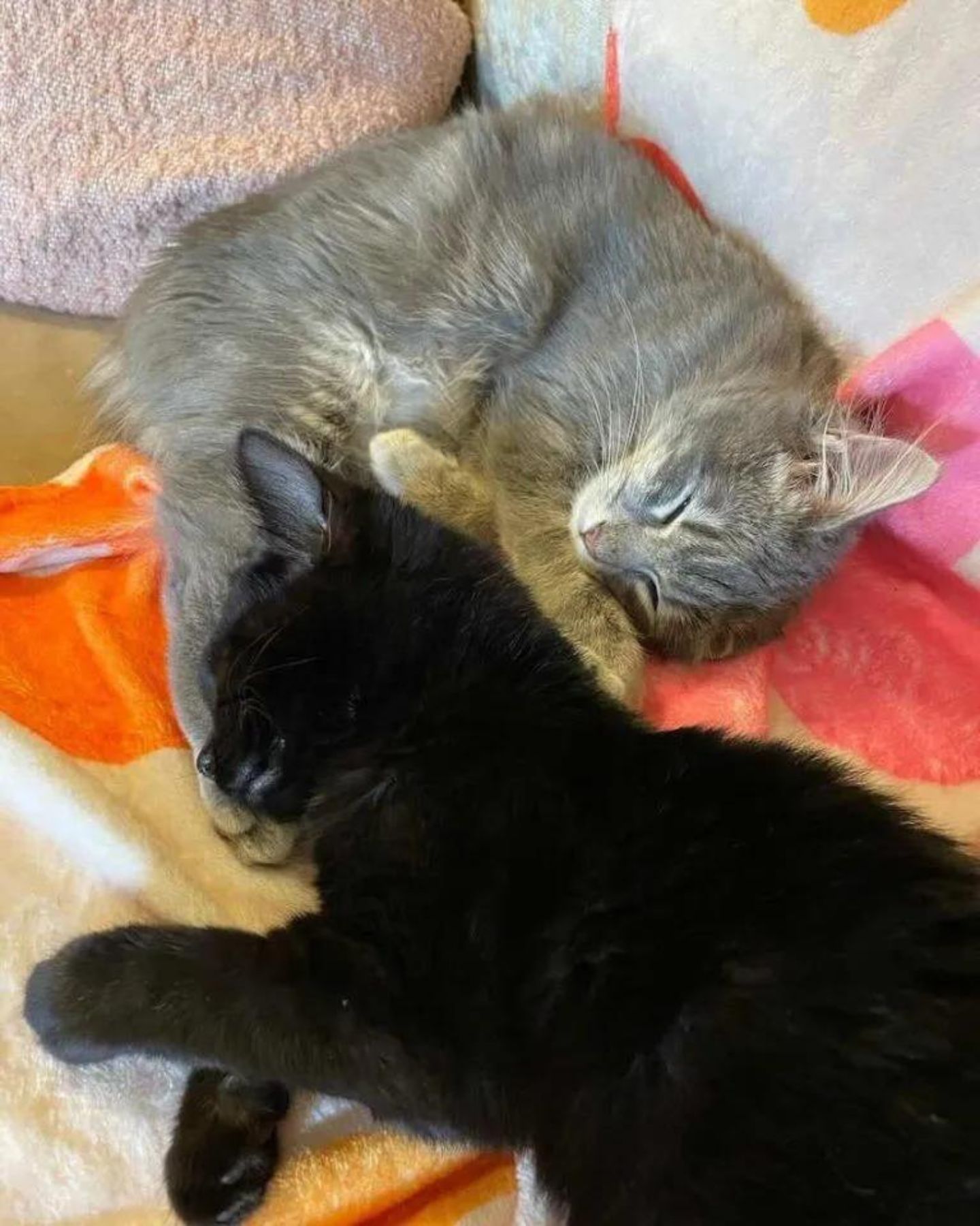 two kittens are sleeping together