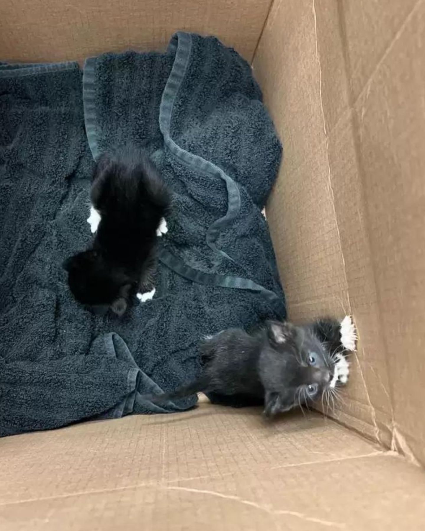 two kittens in a box
