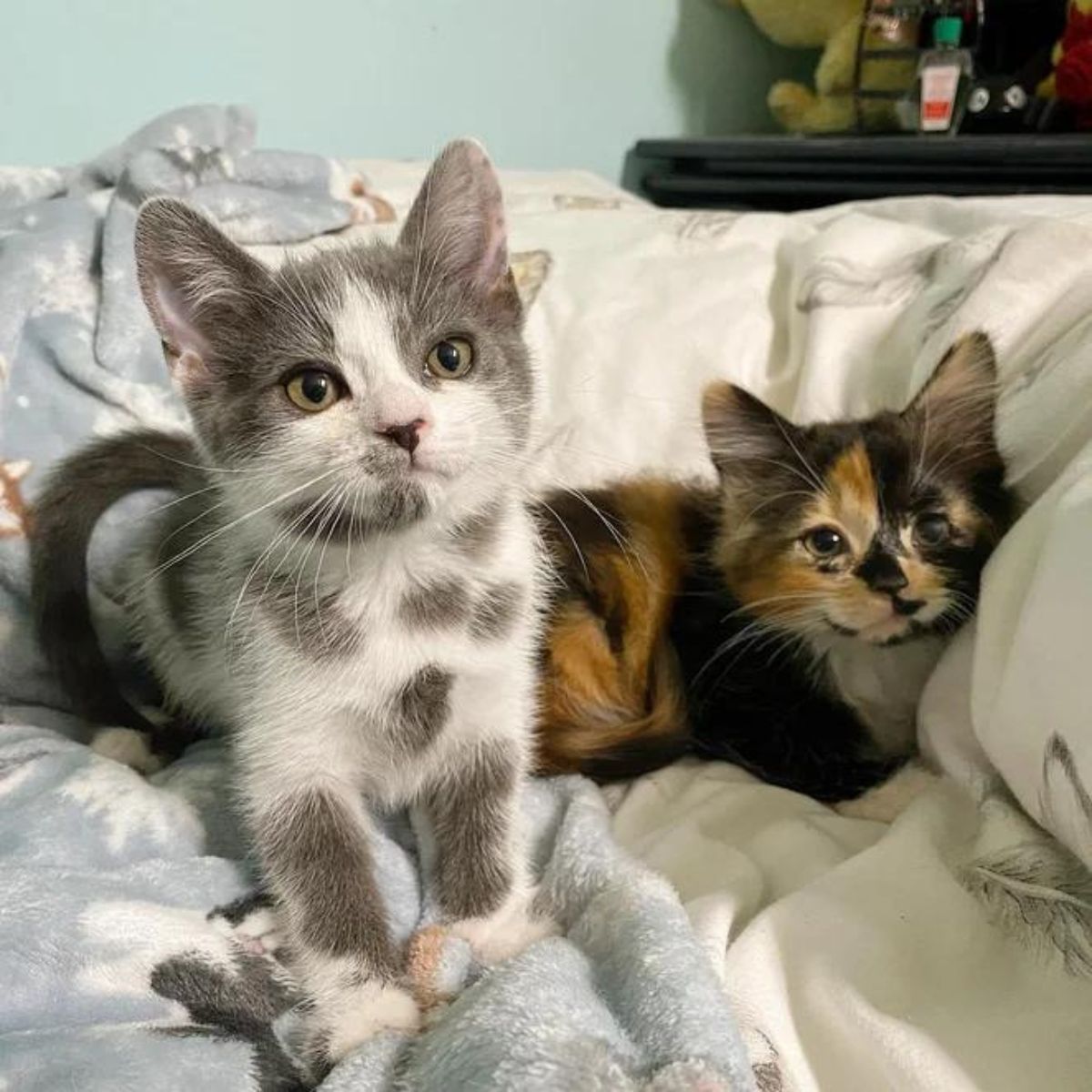 two kittens lying in bed