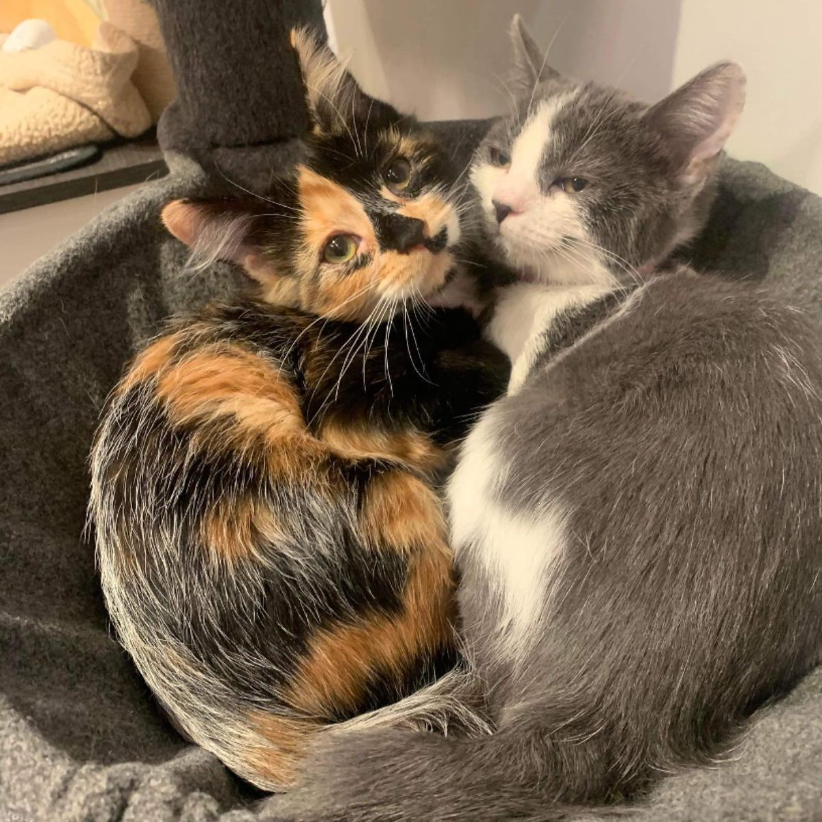 two kittens lying next to each other