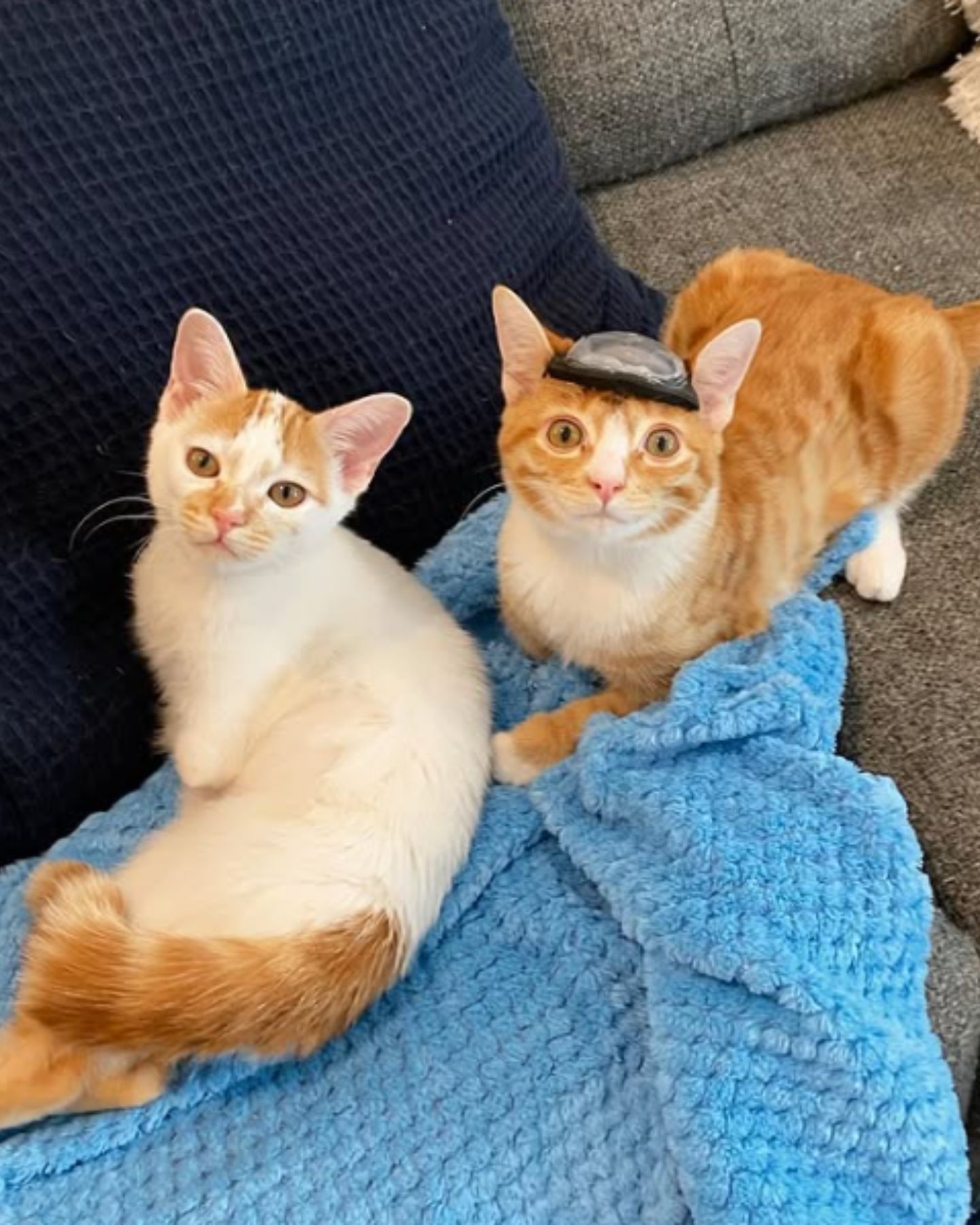 two kittens lying on couch