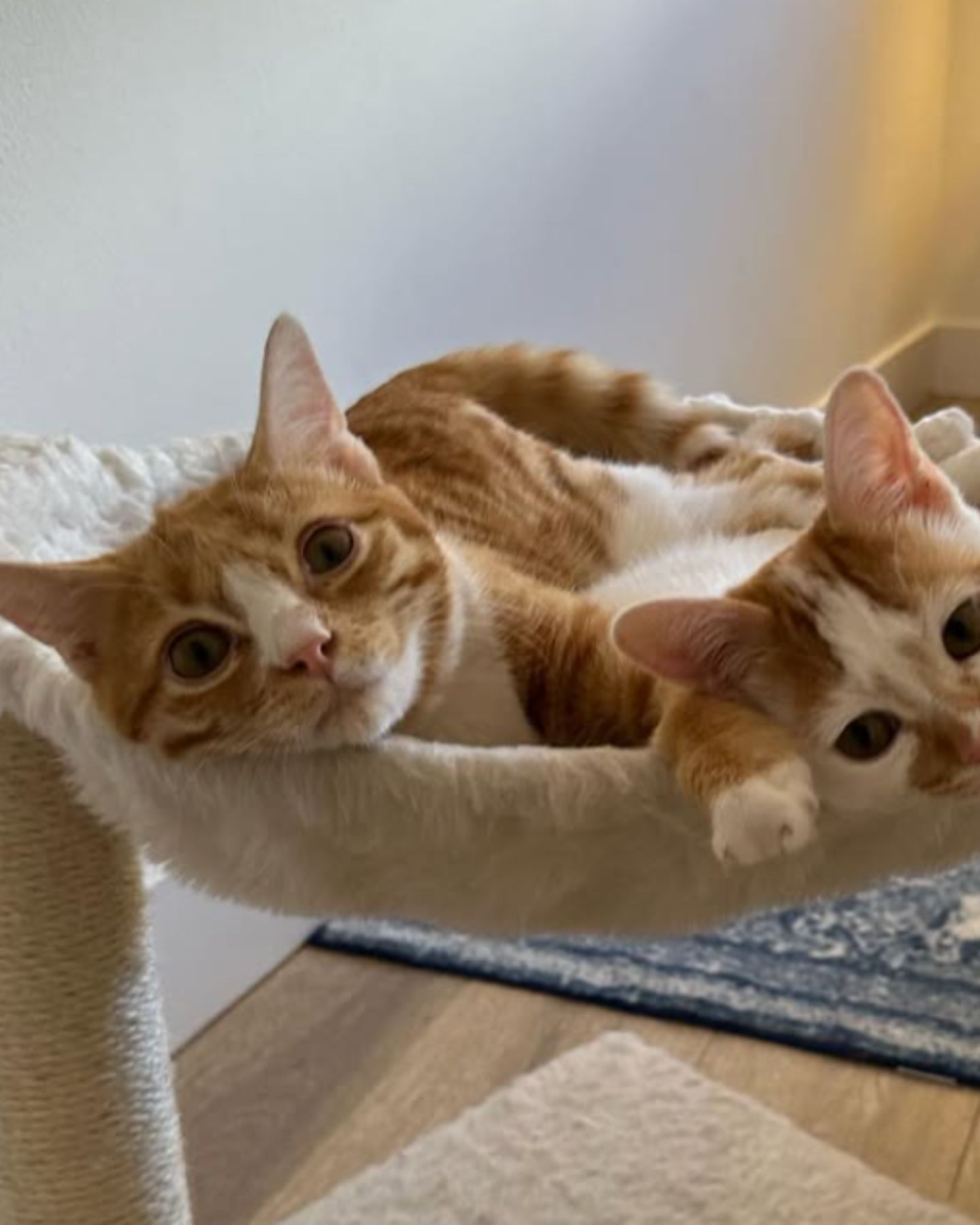 two kittens lying together
