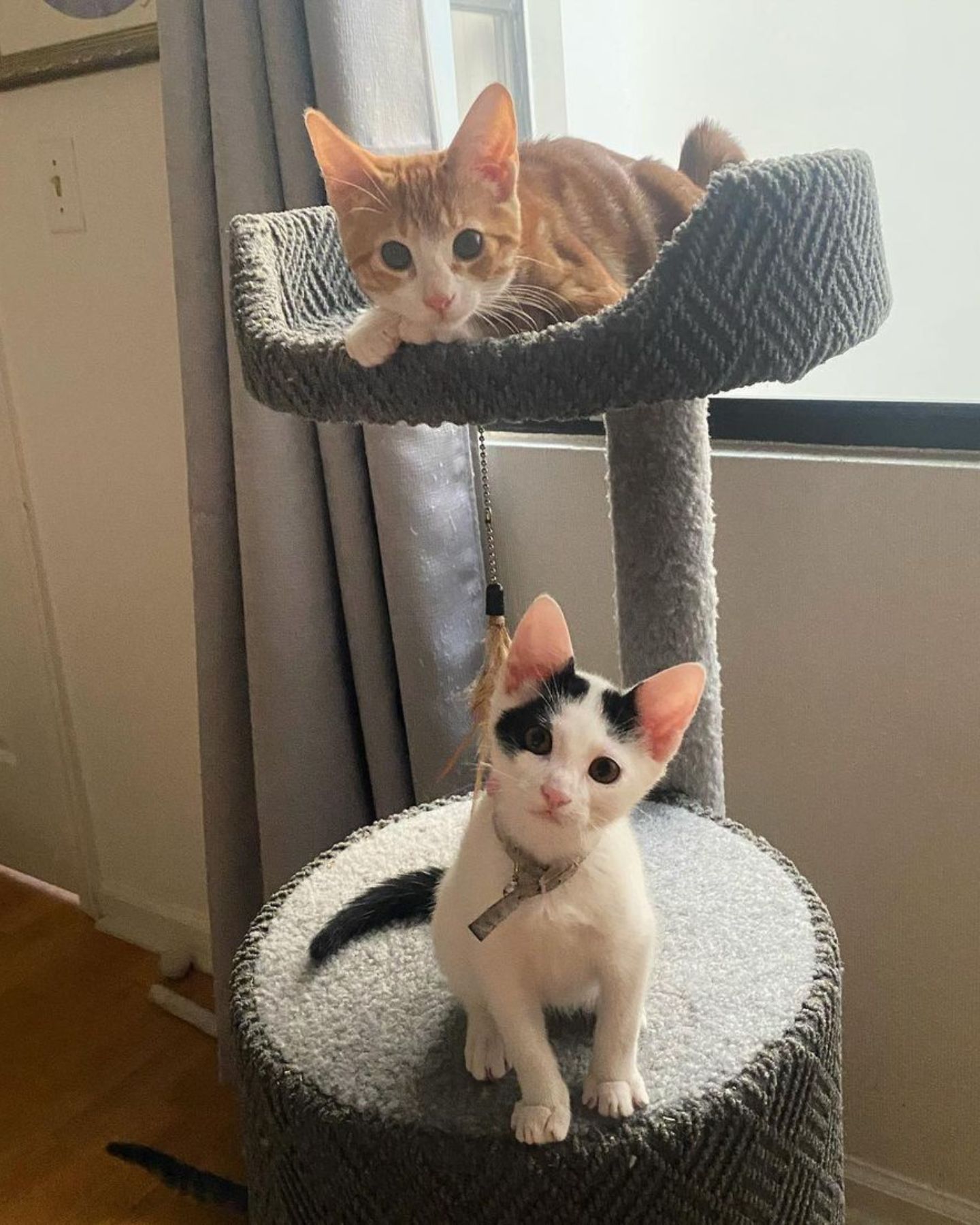 two kittens on a scratching post