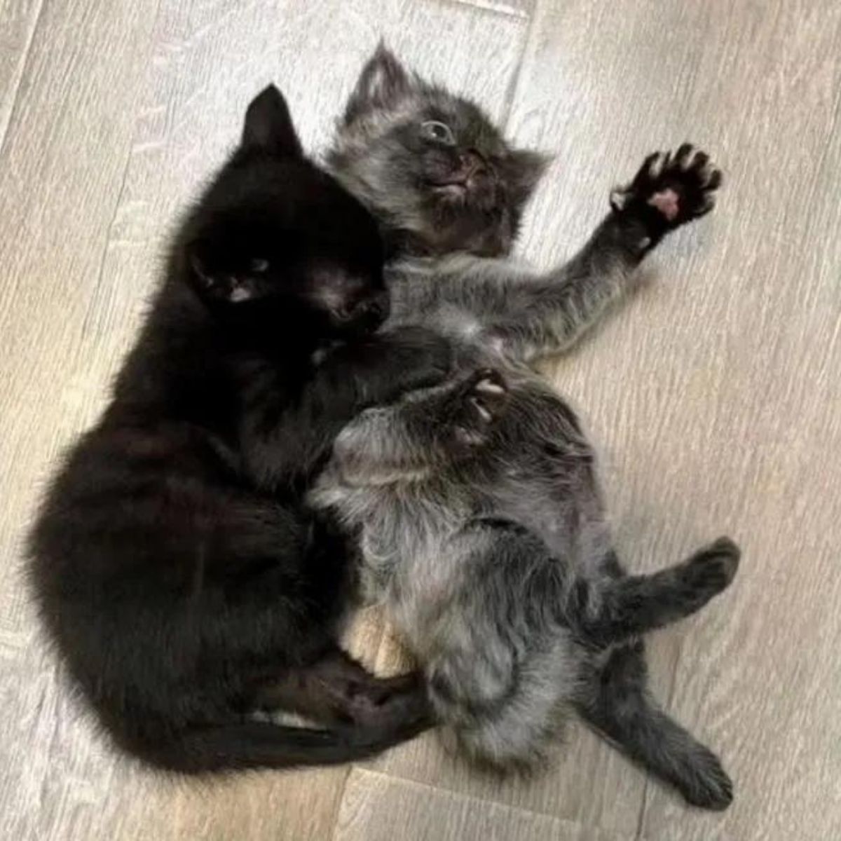 two kittens playing