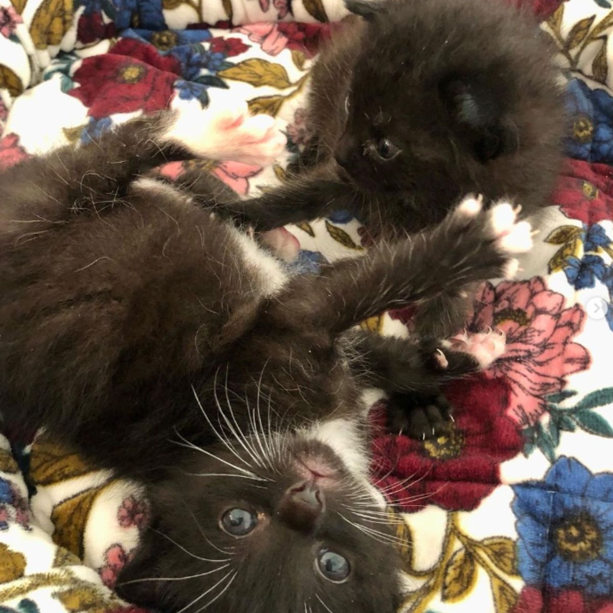 two kittens playing