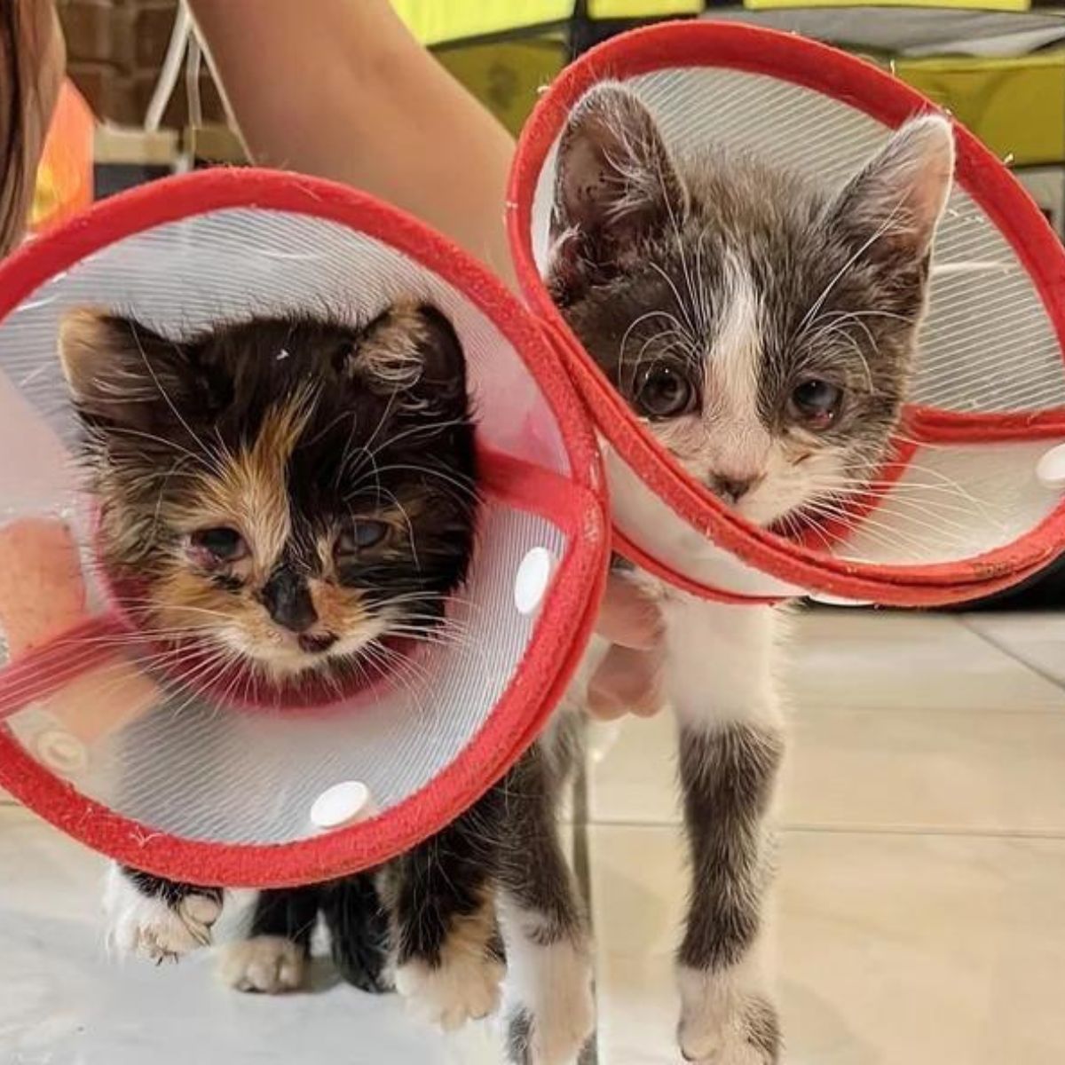 two kittens wearing cones