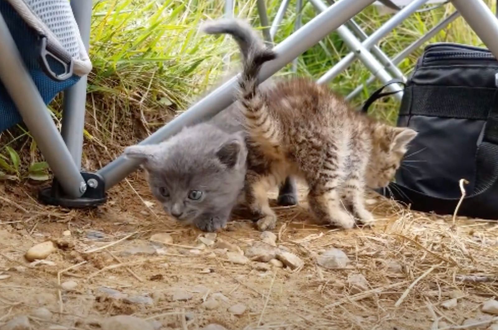 two kittens
