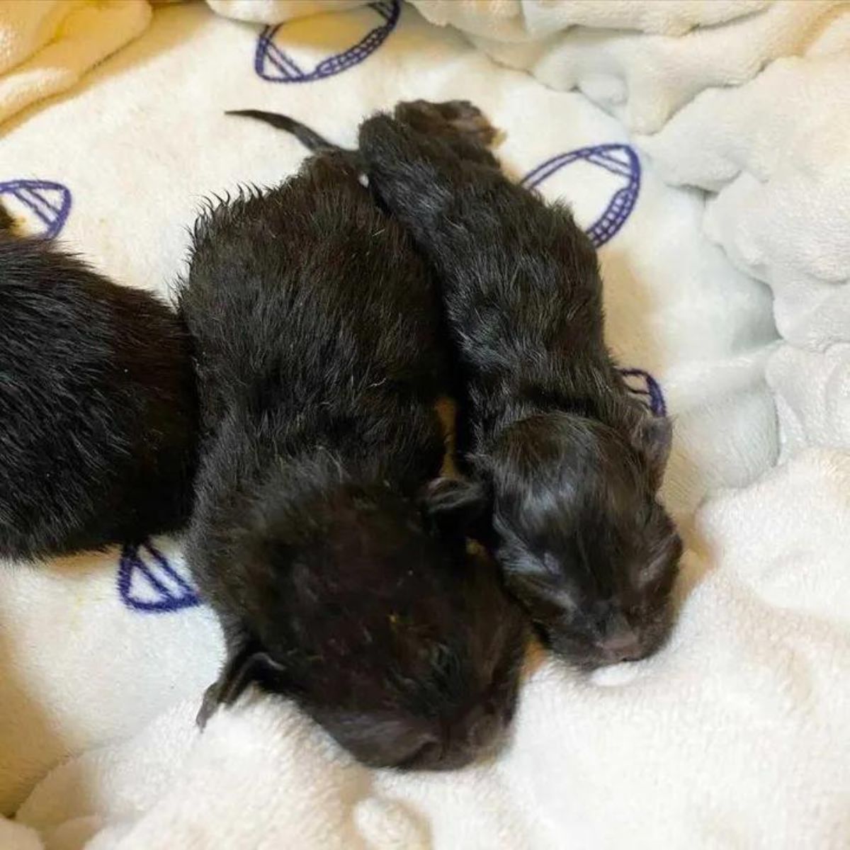 two newborn black kittens