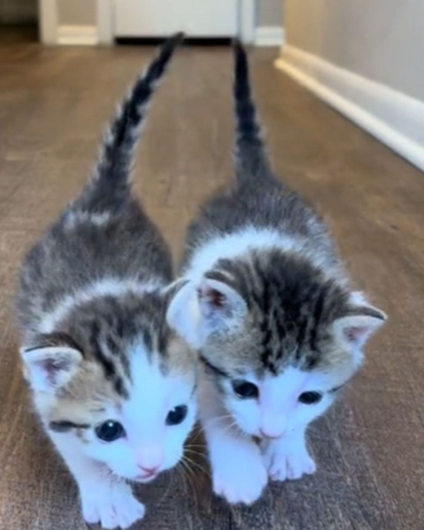 two newborn kittens