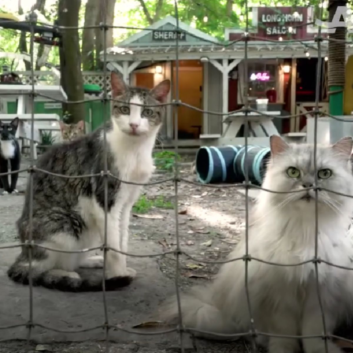 two old beautiful cats