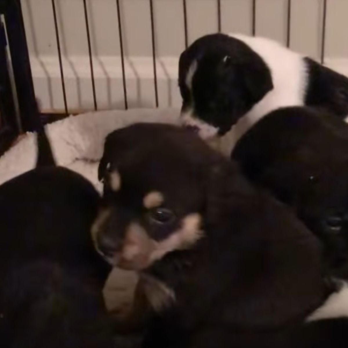 two puppies in a kennel