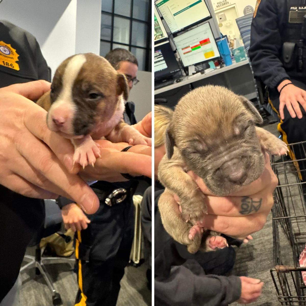 two rescued puppies