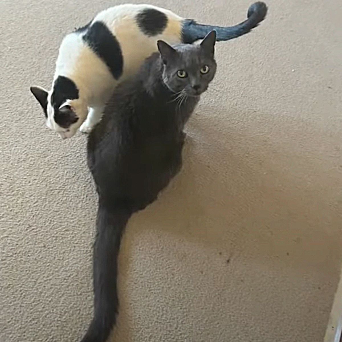 two senior cat