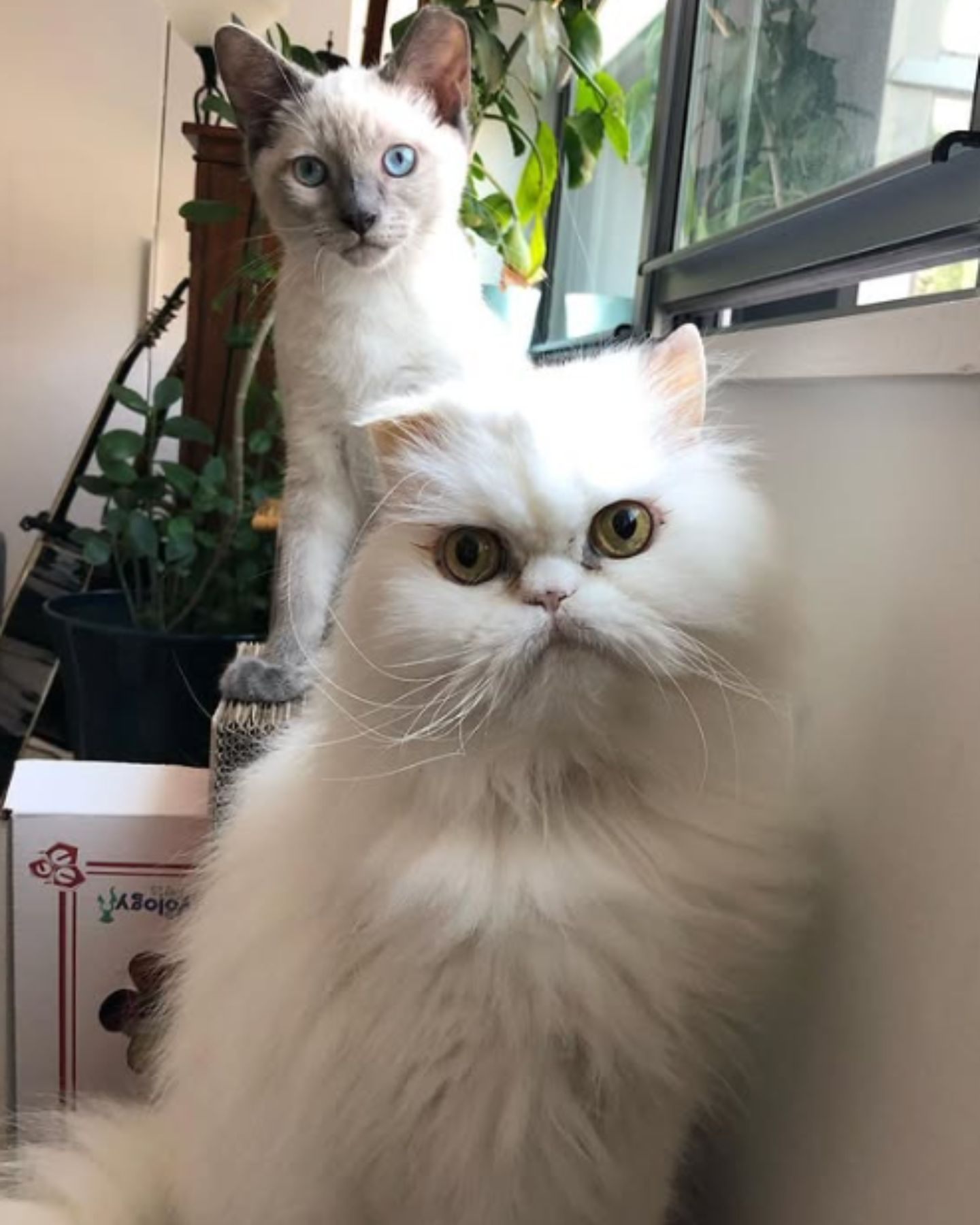 two senior cats pose for a photo