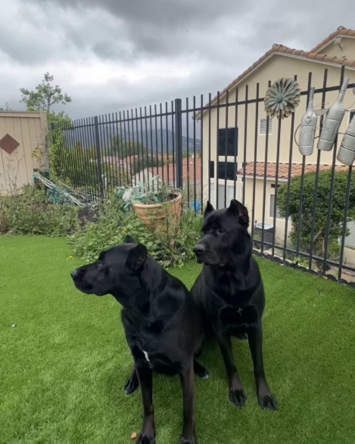two senior lab dogs