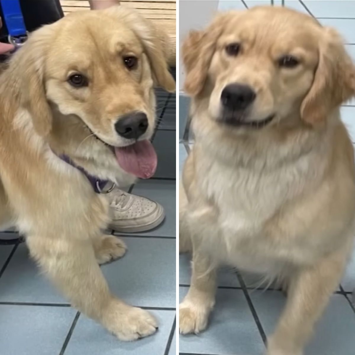 two similar dogs