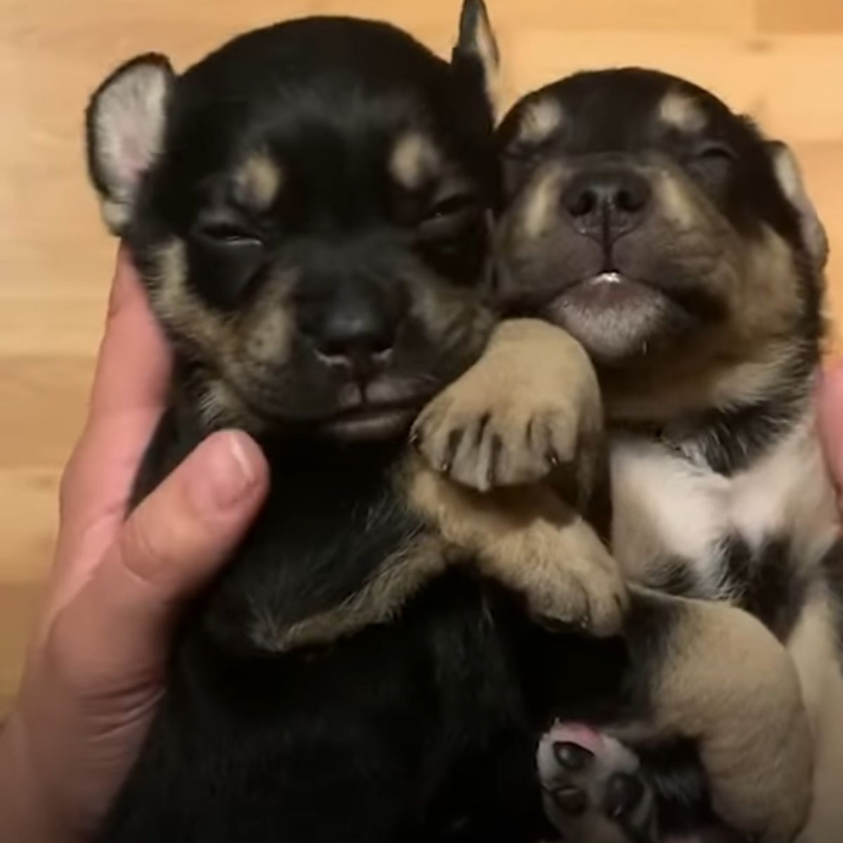 two sleepy puppies