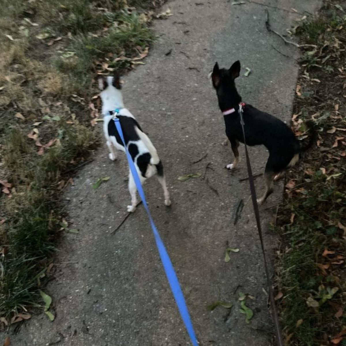 two small dogs on a leash
