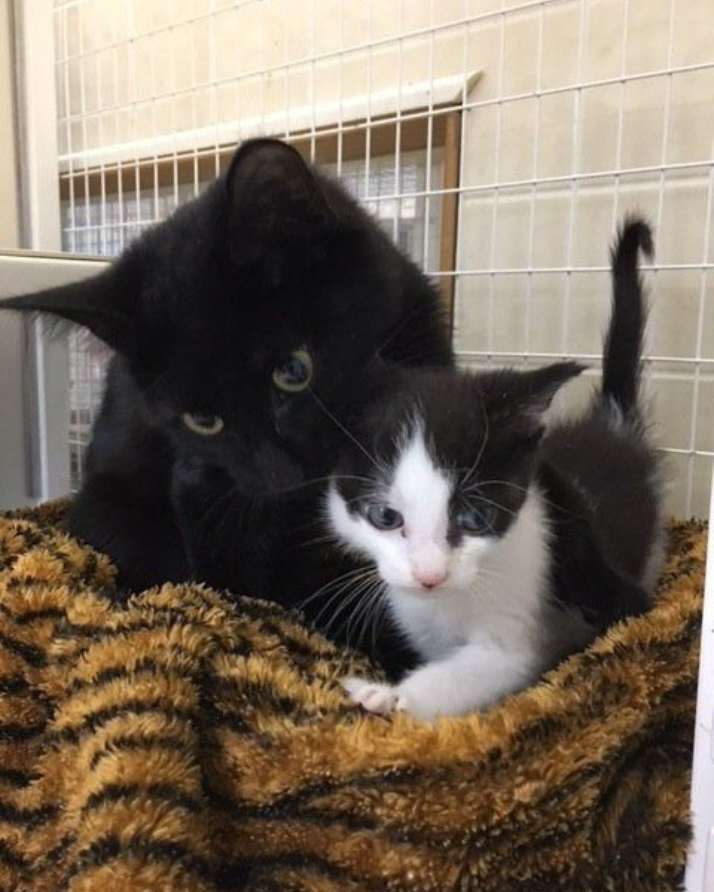 two small kittens