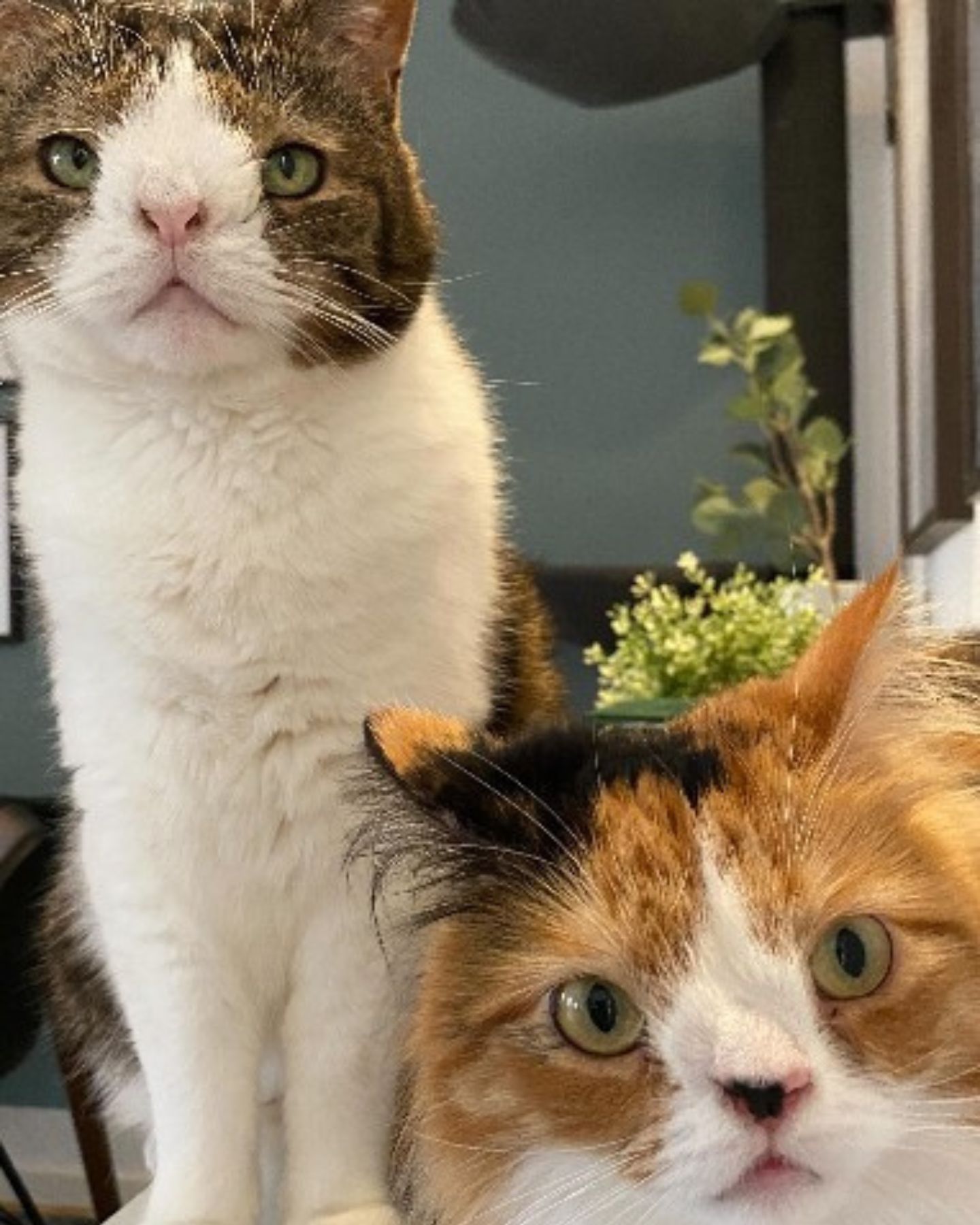two special needs cats