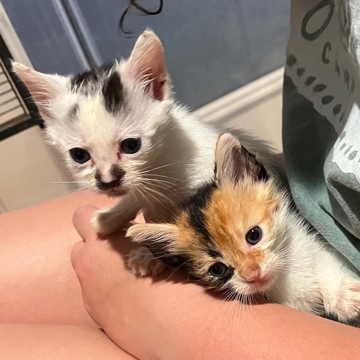 two stray kittens
