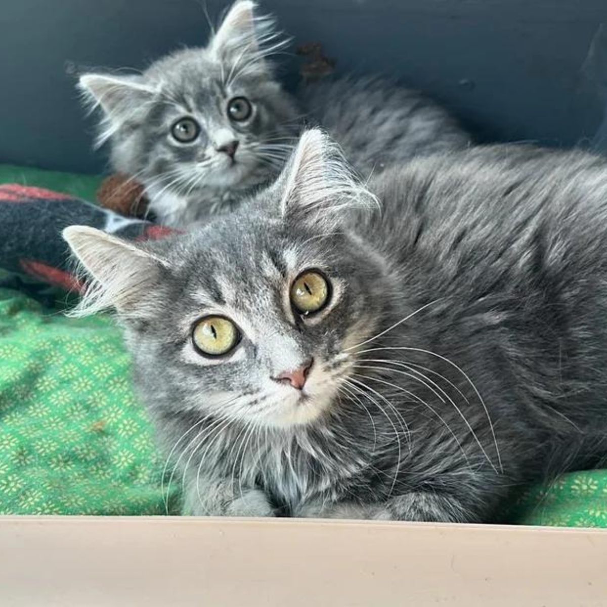 two tabby kittens