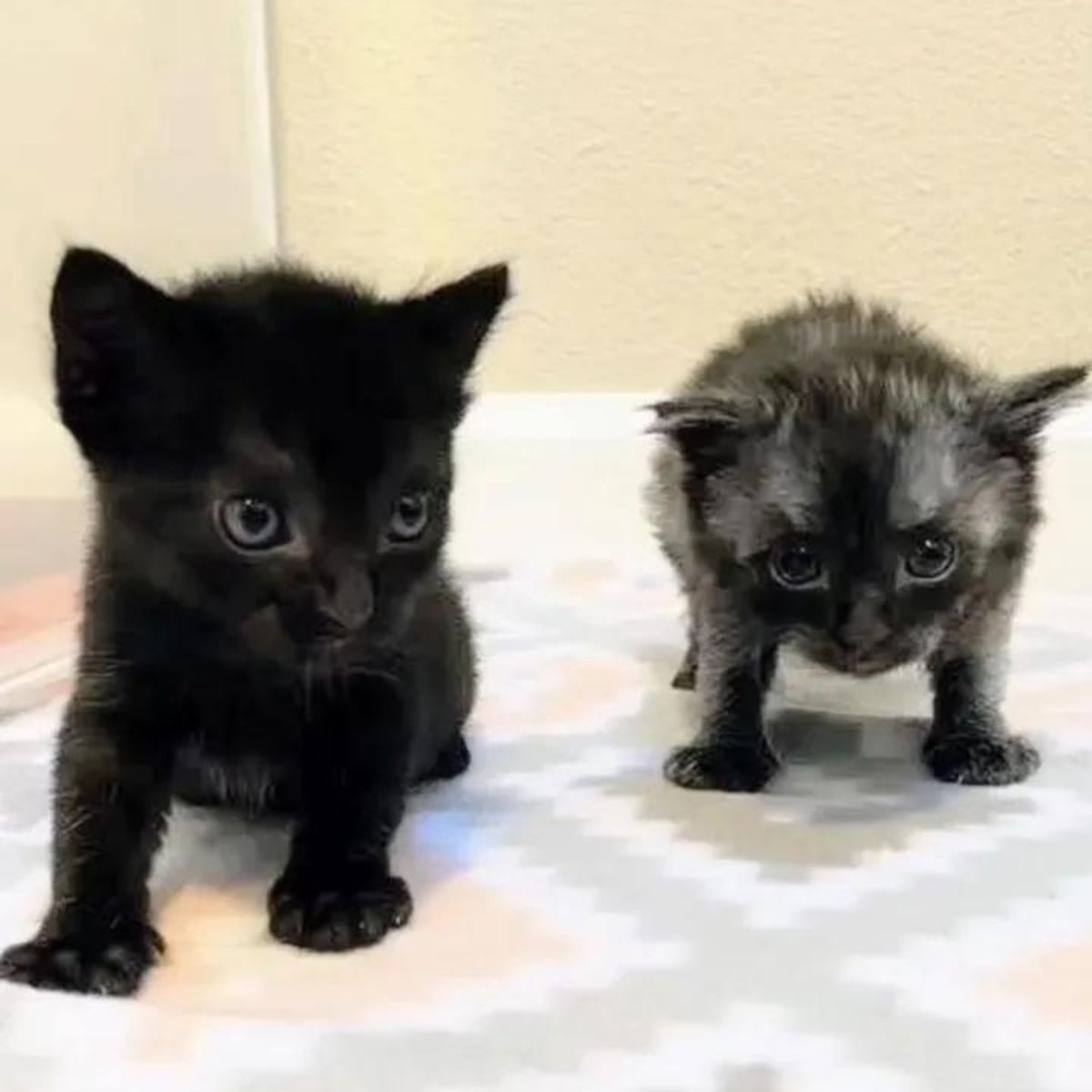 two tiny kittens standing