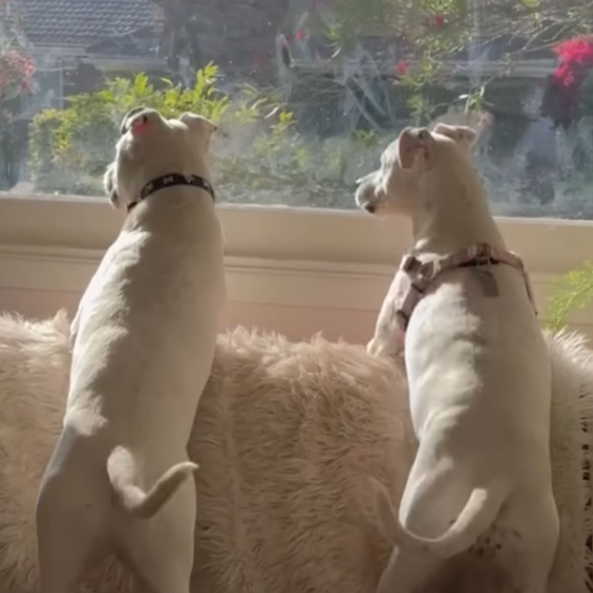 two white dogs