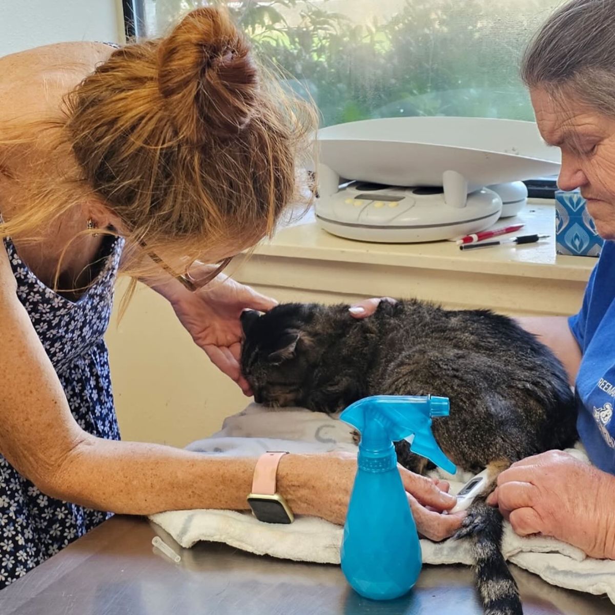 two women helping the cat