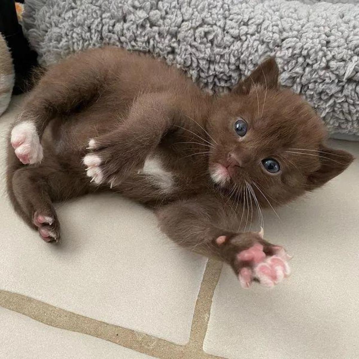 unique kitten
