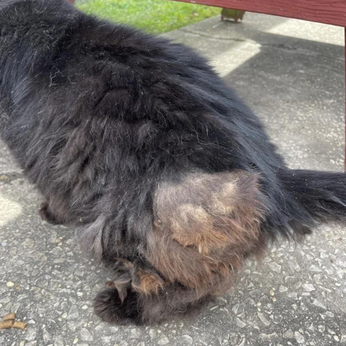 unkempt hair and wound on a black cat