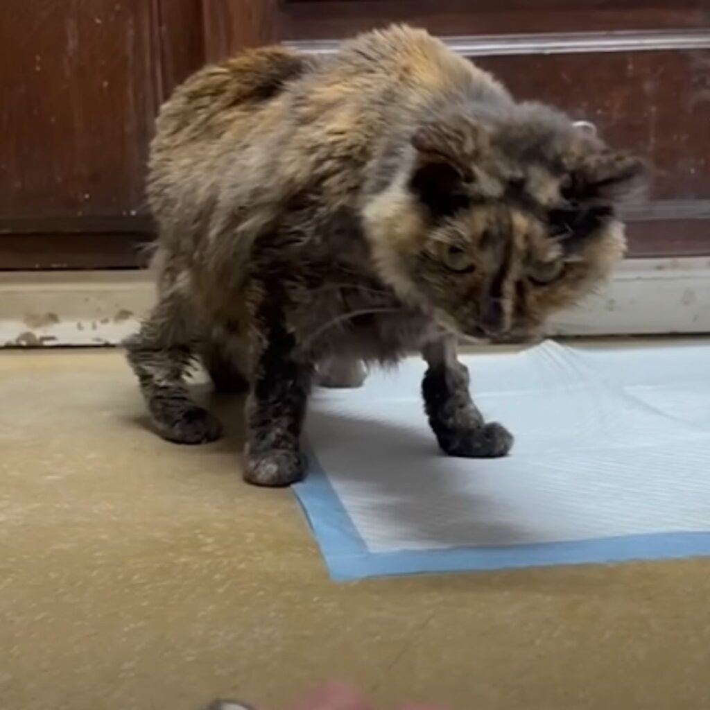 very fearful senior cat