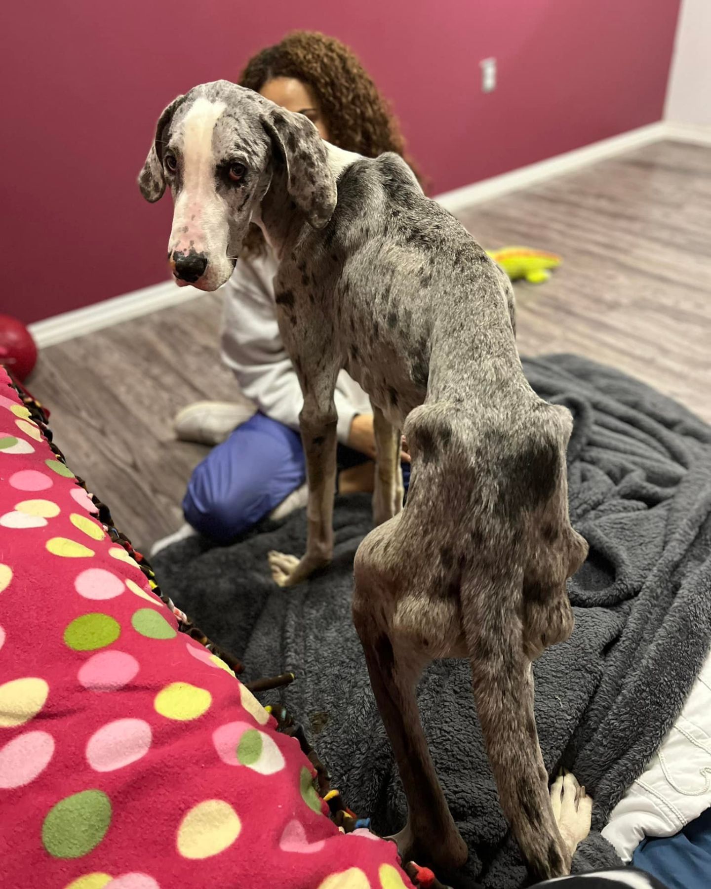 very malnourished pup