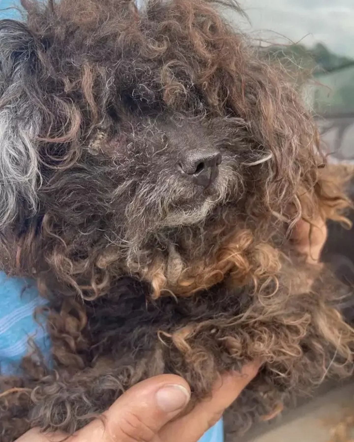 very matted dog