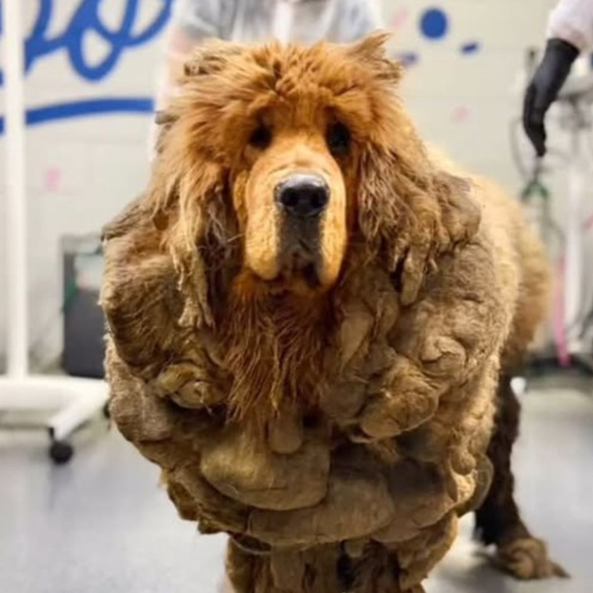 very matted dog