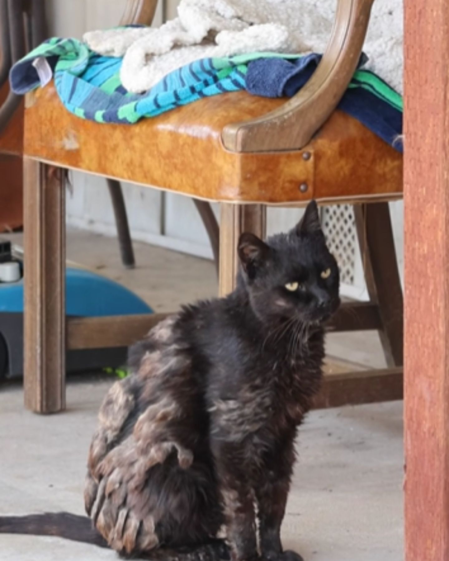 very sad and neglected cat