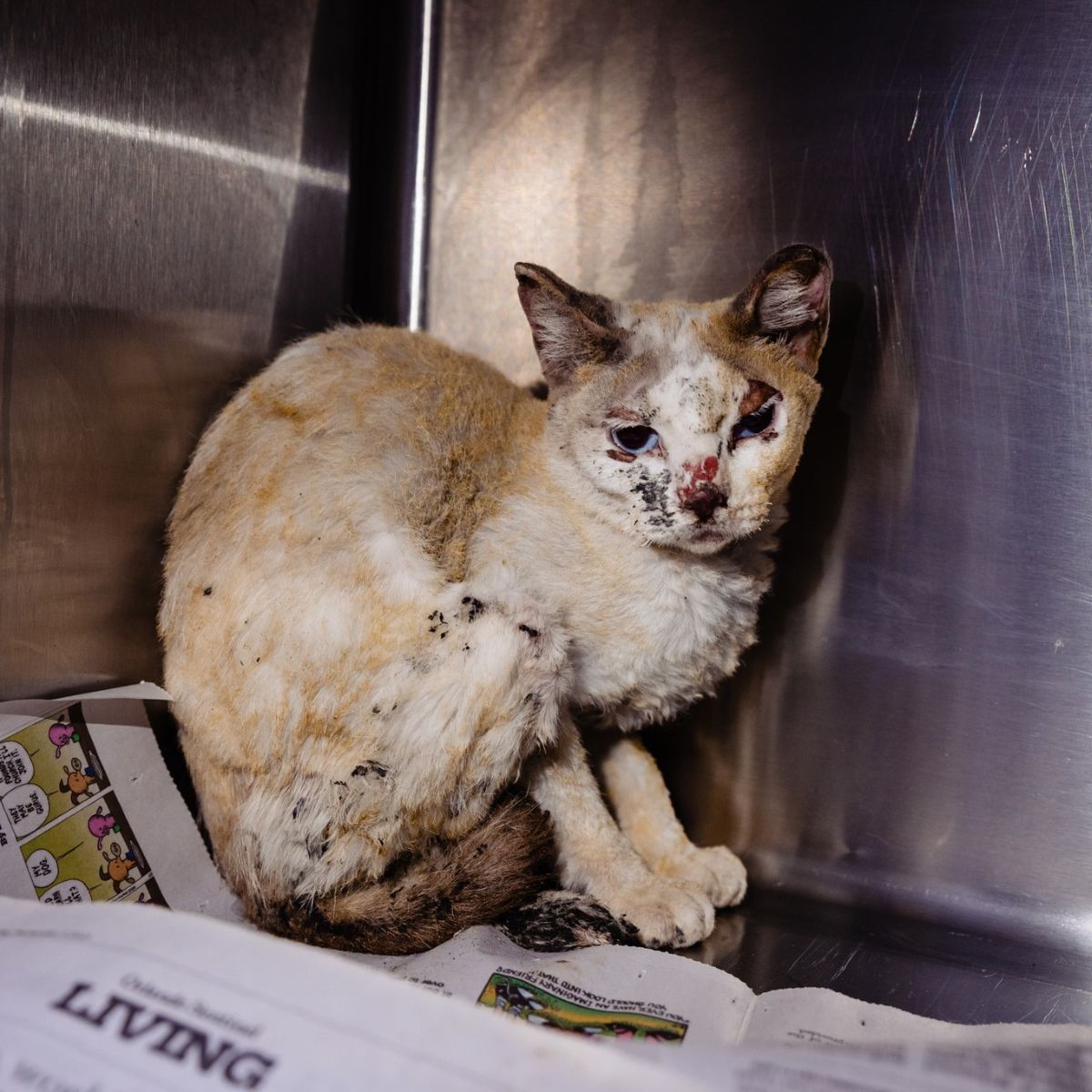 very sad cat injured in fire