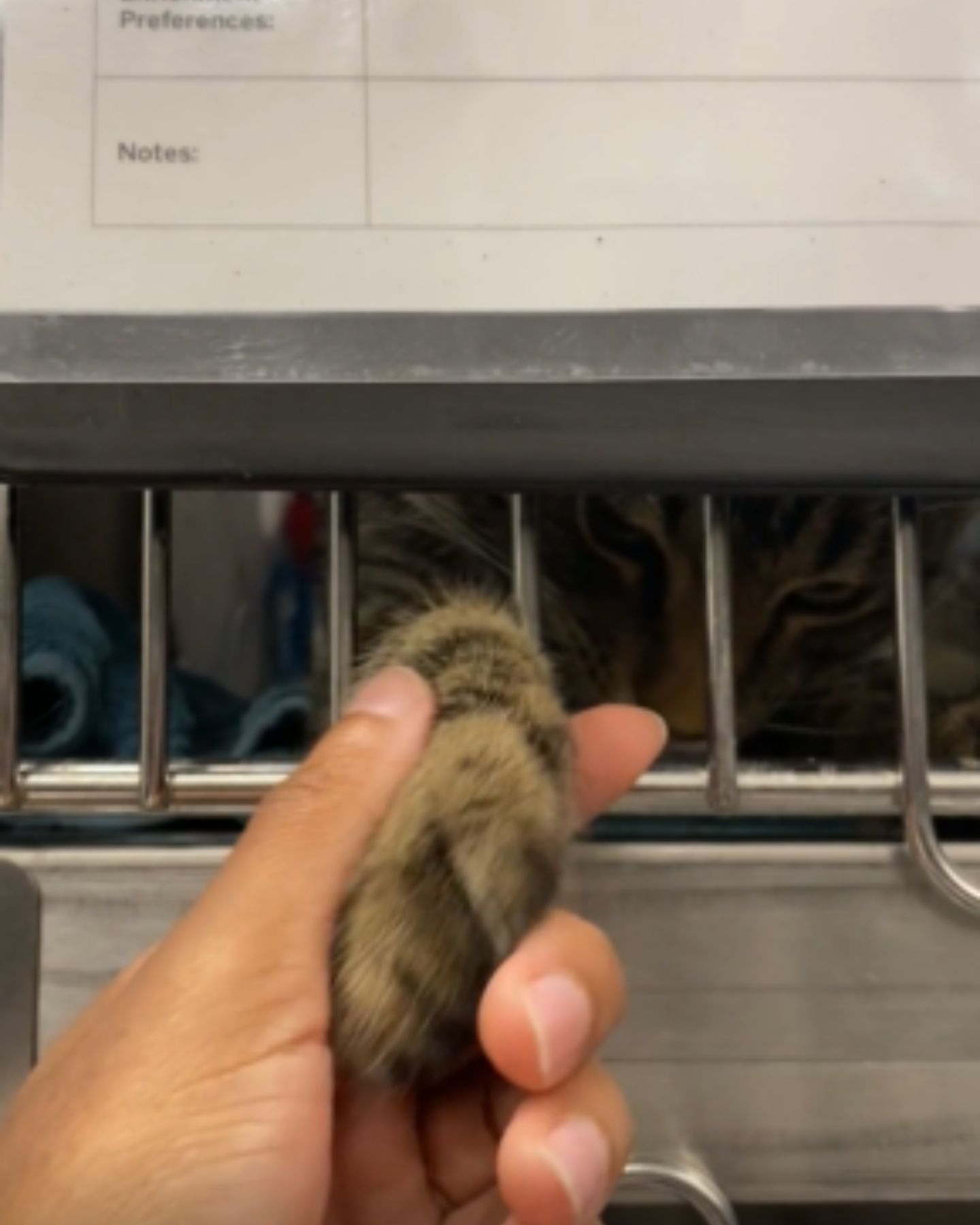 very sad cat is in the shelter
