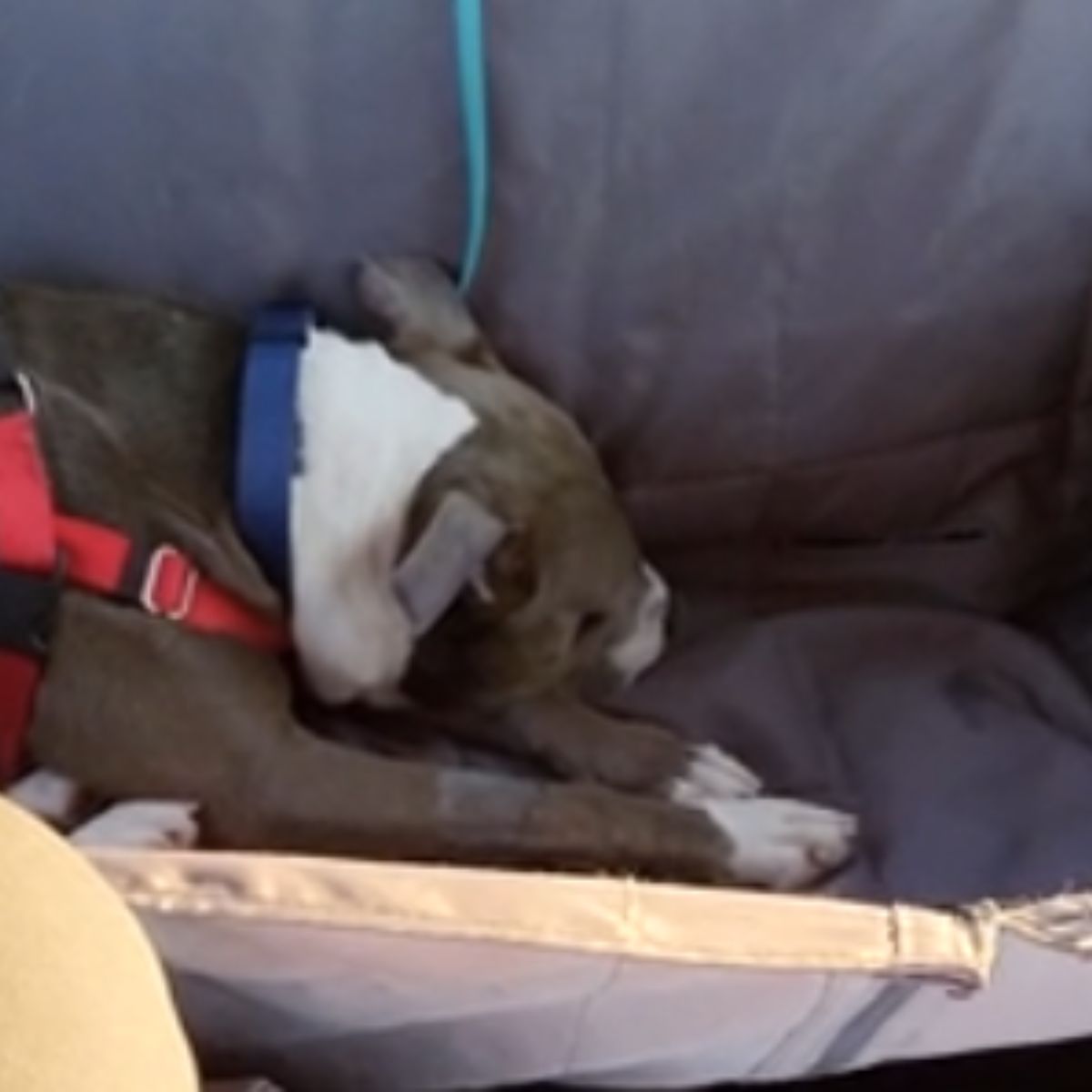 very sad dog