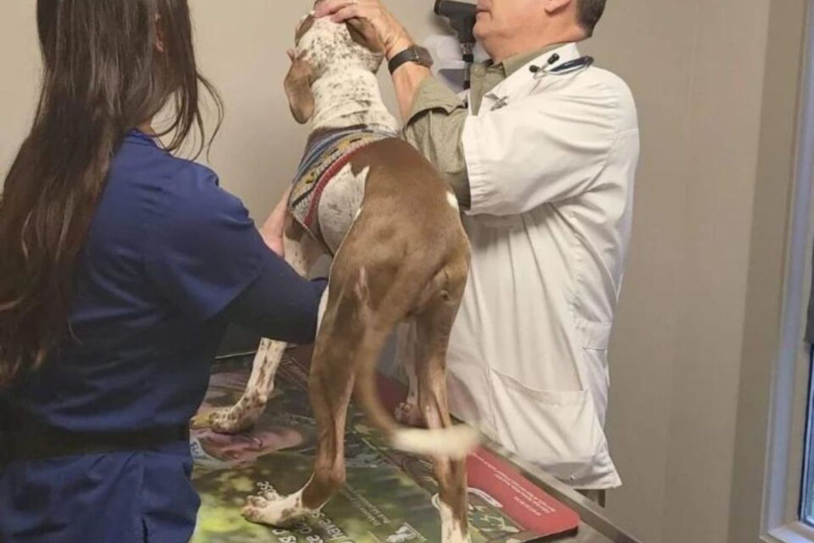 vet checking the dog